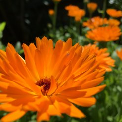 Ringelblumen Blüten