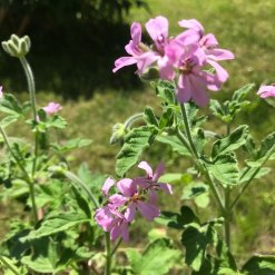 LineaVerde Rosengeranie 01