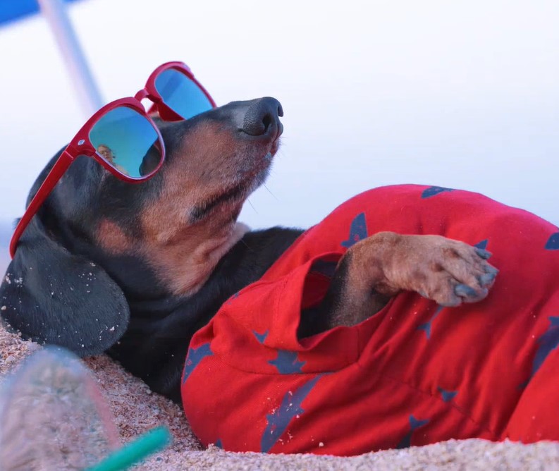 Urlaub Relax Hund