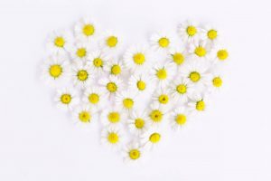 white and yellow flowers in heart form
